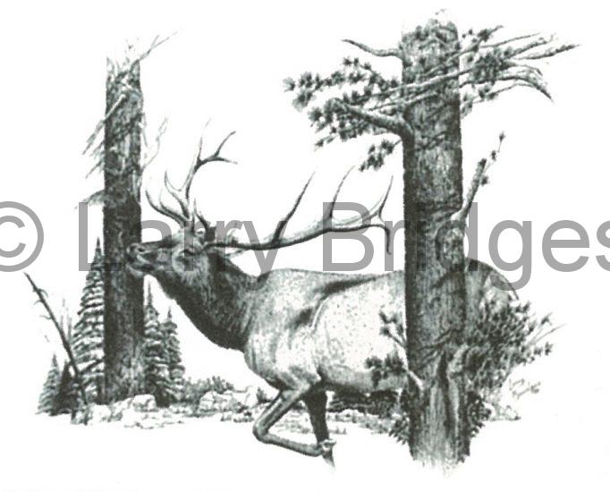 Elk Mating Call Larry Bridges Art